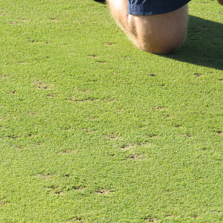 Ball marks in the ground.